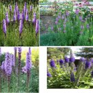 Purple Liatris Wild Perennial Flower 100 Seeds Heirloom Seeds