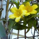 Carolina Yellow Jasmine Perennial Vine 50 Seeds Real Southern Jasmine Heirloom Seeds Carolina Yellow Jasmine Perennial Vine 50 Seeds Real Southern Jasmine Heirloom Seeds