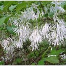 Beautiful Sweet Smelling White Fringe Tree Grandfathers 50 Seeds Heirloom Seeds