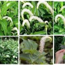 White Lizard'S Tail Water Land Flower Way Over 200 Seeds Heirloom Seeds White Lizard'S Tail Water Land Flower Way Over 200 Seeds Heirloom Seeds