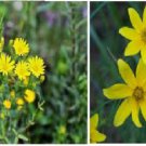 Yellow Mini Wild Flower 100 Seeds Grows In Woods In Heirloom Seeds