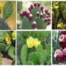 Prickly Pear Cactus Plant Beautiful Yellow Flowers 100 Seeds Heirloom Seeds