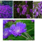 Dark Purple Aster Wild Flower 100 Seeds Very Pretty Heirloom Seeds Dark Purple Aster Wild Flower 100 Seeds Very Pretty Heirloom Seeds