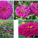 Purple Zinnia Annual Beautiful Flower Purple Prince Over 25 Seeds Heirloom Seeds Purple Zinnia Annual Beautiful Flower Purple Prince Over 25 Seeds Heirloom Seeds