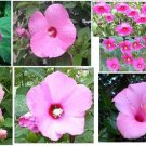 Hibiscus Perennial Hardy Flower All Mixed Colors Over 100 Seeds Home Grown Heirloom Seeds Hibiscus Perennial Hardy Flower All Mixed Colors Over 100 Seeds Home Grown Heirloom Seeds