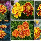 Beautiful Red Orange Yellow Striped Marigold Flowers Over 25 Seeds Heirloom Seeds Beautiful Red Orange Yellow Striped Marigold Flowers Over 25 Seeds Heirloom Seeds