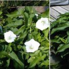 White Morning Glory Perennial Wild Vine Flowers 25 Seeds Heirloom Seeds White Morning Glory Perennial Wild Vine Flowers 25 Seeds Heirloom Seeds