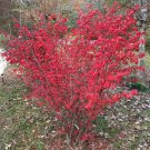 Red Burning Bush Tree Shrub Beautiful Fall Foliage 50 Seeds Heirloom Seeds Red Burning Bush Tree Shrub Beautiful Fall Foliage 50 Seeds Heirloom Seeds