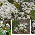 White Crystal Pink Sedum Stone Crop Perennial Flowers 100 Seeds Grown Heirloom Seeds White Crystal Pink Sedum Stone Crop Perennial Flowers 100 Seeds Grown Heirloom Seeds
