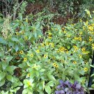 Mini Yellow Blackeyed Daisy Round Petal Flowers Very Cute 50 Seeds Heirloom Seeds