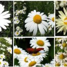 Wild Perennial Daisy Large Blooms 100 Seeds Home Grown Heirloom Seeds