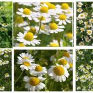 German Chamomile Daisy Herb Over 100 Seeds Heirloom Seeds