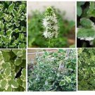 Variegated Pineapple Mint Herb 25 Seeds Home Grown Heirloom Seeds Variegated Pineapple Mint Herb 25 Seeds Home Grown Heirloom Seeds