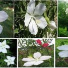 White Texas Star True Perennial Hibiscus Bush 10 Seeds Heirloom Seeds