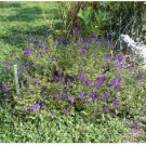 Striking Purple Perennial Flowered Plant 25 Seeds Heirloom Seeds Striking Purple Perennial Flowered Plant 25 Seeds Heirloom Seeds