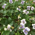 Wild Conderate White With Blue Center Violet Flowers Over 25 Seeds Heirloom Seeds Wild Conderate White With Blue Center Violet Flowers Over 25 Seeds Heirloom Seeds