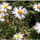 Wild White Daisy Aster Perennial Flowers Over 25 Seeds Heirloom Seeds