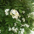 White Wild Mini Rose Bush 100 Seeds Smells Wonderful Heirloom Seeds White Wild Mini Rose Bush 100 Seeds Smells Wonderful Heirloom Seeds