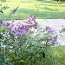 Pink Delight Butterfly Bush 100 Seeds Heirloom Seeds