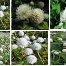White Gomphrena Pom Pom Flowers 25 Seeds Heirloom Seeds White Gomphrena Pom Pom Flowers 25 Seeds Heirloom Seeds
