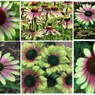 Green Envy Coneflower Rare Flowering Plant Very Pretty 25 Seeds Grown Heirloom Seeds Green Envy Coneflower Rare Flowering Plant Very Pretty 25 Seeds Grown Heirloom Seeds