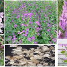 Pink Money Plant Perennial 25 To Plant Heirloom Seeds