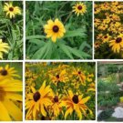 Wild Blackeye Susan Perennial Flowers Over 3 000 Seeds Heirloom Seeds Wild Blackeye Susan Perennial Flowers Over 3 000 Seeds Heirloom Seeds