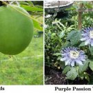 25 Seeds Purple Passion Mollypops Maypop Vine Heirloom Seeds 25 Seeds Purple Passion Mollypops Maypop Vine Heirloom Seeds