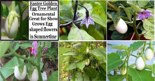 Golden Easter Egg Plant Very Unique Flower Plant 5 Seeds Heirloom Seeds