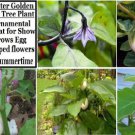 Golden Easter Egg Plant Very Unique Flower Plant 5 Seeds Heirloom Seeds
