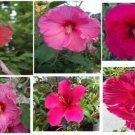 Hardy Perennial Fushia Cherry Hibiscus Flowers 25 Seeds Heirloom Seeds