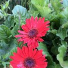 Strawberry Red Gerber Daisy Flower 25 Seeds Heirloom Seeds