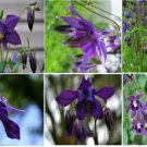 Purple Perennial Columbine Flower 25 Seeds Heirloom Seeds