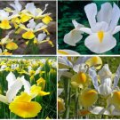 Yellow And White Dutch Iris Plants 25 Seeds Very Pretty Heirloom Seeds Yellow And White Dutch Iris Plants 25 Seeds Very Pretty Heirloom Seeds