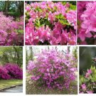 Azaela Bush Pretty N' Pink Perennial Bush Or Shrub 15 Seeds Heirloom Seeds