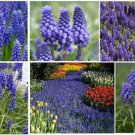 Purple Blue Perennial Grape Hyacinth Muscari Botryoides 25 Seeds Heirloom Seeds