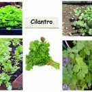 Green Cilantro Herb Very Popular Edible Plant Great 4 Salads Over 50 Seeds Heirloom Seeds
