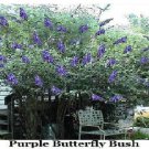 500 Seeds Of Purple Butterfly Budhelia Bush Perennial Heirloom Seeds 500 Seeds Of Purple Butterfly Budhelia Bush Perennial Heirloom Seeds