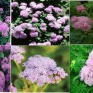 Pink Ageratum Perennial Flower 50 Seeds Heirloom Seeds