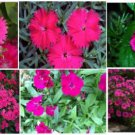 Hot Pink Dianthus Sweet William Annual Flowered Plant 50 Seeds Heirloom Seeds