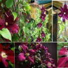 Clematis Vine*Red Wine Burgundy Perennial Vine Very Pretty 25 Seeds Heirloom Seeds Clematis Vine*Red Wine Burgundy Perennial Vine Very Pretty 25 Seeds Heirloom Seeds