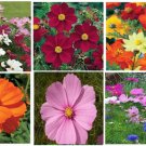Cosmos Mixed Colors Red Yellow White Pink Orange Over 300 Seeds Homegrown Heirloom Seeds
