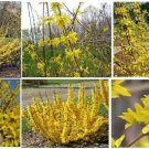 Yellow Forsythia Bush 25 Seeds Hard To Find Seeds Heirloom Seeds