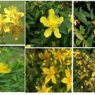 Yellow St John'S Wort Perennial Wild Flower 25 Seeds Heirloom Seeds