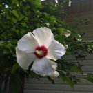 White With Cherry Center Rose Of Sharon Bush Shrub 100 Seeds Home Grown Heirloom Seeds