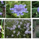 Blue Scabiosa Butterfly Pincushion Pom Pom Flowers 25 Seeds Heirloom Seeds Blue Scabiosa Butterfly Pincushion Pom Pom Flowers 25 Seeds Heirloom Seeds