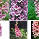 Pink And White Foxglove Flower Seeds Over 100 Seeds Heirloom Seeds