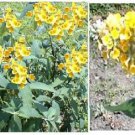 Yellow Honeycomb Butterfly Bush 100 Perennial Bush Heirloom Seeds
