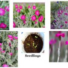 Pink Rose Campion Lychnis Wild Flowers 100 Seeds Heirloom Seeds