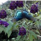 500 Seeds Black Knight Purple Butterfly Budhelia Bush Perennial Heirloom Seeds